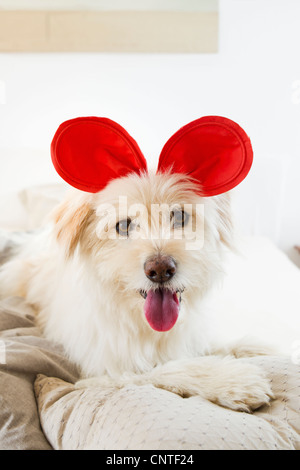 Hund Spielzeug Ohren am Bett zu tragen Stockfoto
