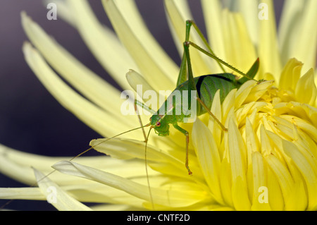 große grüne Bushcricket (Tettigonia Viridissima), juvenile auf einem gelben Georgina, Deutschland Stockfoto