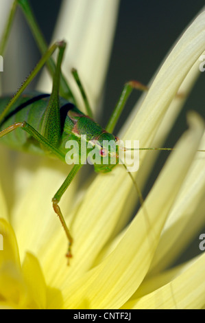 große grüne Bushcricket (Tettigonia Viridissima), juvenile auf einem gelben Georgina, Deutschland Stockfoto