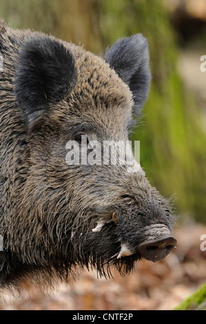 Wildschwein, Schwein, Wildschwein (Sus Scrofa), männlich in Hitze Portrait Seitenfläche, Deutschland Stockfoto