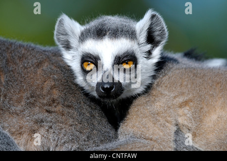 Katta (Lemur Catta), Jugendlicher mit seinen Eltern Stockfoto