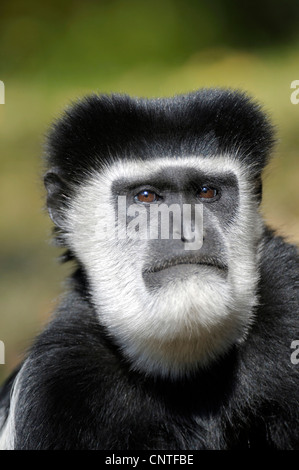 Guereza, Colobus Guereza, östlichen schwarz-weißen Stummelaffen, Jaguaren Colobus, Jaguaren Guereza (Colobus Guereza, Colobus Abyssinicus), Porträt Stockfoto