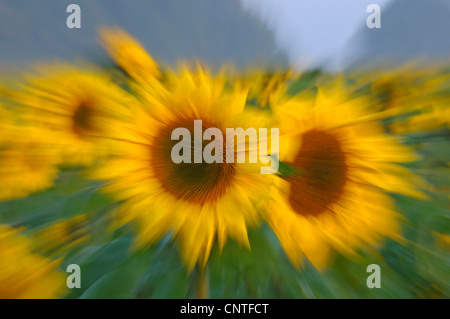 gewöhnliche Sonnenblume (Helianthus Annuus), Blütenstand, Deutschland, Nordrhein-Westfalen Stockfoto