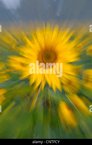 gewöhnliche Sonnenblume (Helianthus Annuus), Blütenstand, Deutschland, Nordrhein-Westfalen Stockfoto