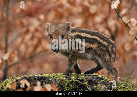 Wildschwein, Schwein, Wildschwein (Sus Scrofa), junges Schwein stehend Seitenfläche, Deutschland, Nordrhein-Westfalen, Sauerland Stockfoto