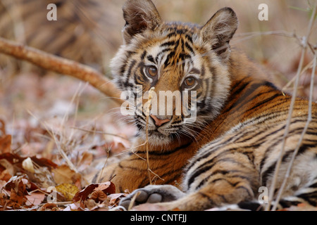 Tiger Cub in Bandhavgarh National Park Stockfoto