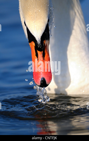 Höckerschwan (Cygnus Olor), Erwachsener Dilettantismus, Deutschland, Nordrhein-Westfalen Stockfoto