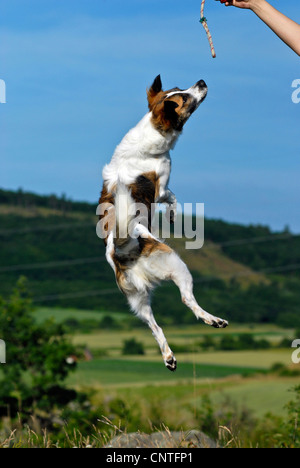 Kromfohrlaender (Canis Lupus F. Familiaris), springen an der Hand seiner Herrin, Deutschland Stockfoto