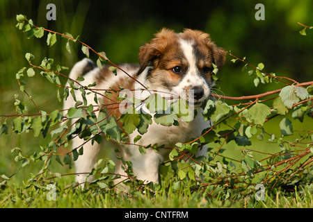 Kromfohrlaender (Canis Lupus F. Familiaris), Welpe spielt mit einem Ast, Deutschland Stockfoto