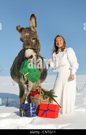 inländische Esel (Equus Asinus F. Asinus), Winkel im weißen Kleid mit Esel im Winter mit Weihnachtsgeschenken Stockfoto