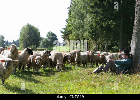 Hausschaf (Ovis Ammon F. Aries), Schäfer mit Herde Schafe sitzt an einem Baum-Stamm Rauchen einer Pfeife, Deutschland, Sachsen Stockfoto