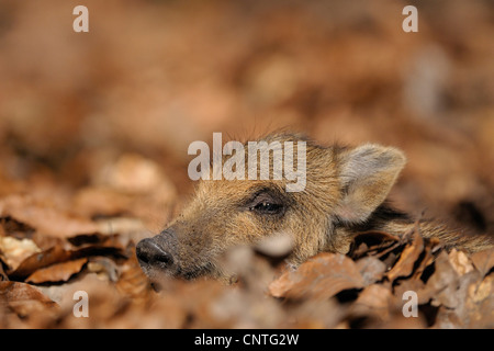 Wildschwein, Schwein, Wildschwein (Sus Scrofa), junges Schwein liegend, Portrait Seitenfläche, Deutschland, Nordrhein-Westfalen, Sauerland Stockfoto