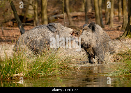 Wildschwein, Schwein, Wildschwein (Sus Scrofa), zwei Einzelpersonen kämpfen, Deutschland, Nordrhein-Westfalen, Sauerland Stockfoto