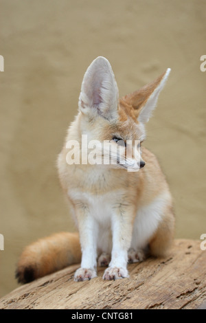 Fennec Fox (Fennecus Zerda, Vulpes Zerda), sitzend Stockfoto