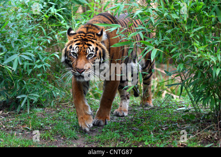 Sumatra-Tiger (Panthera Tigris Sumatrae), zwischen Bambus Stockfoto