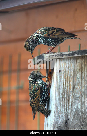 gemeinsamen Star (Sturnus Vulgaris), Stare am Nistkasten, Deutschland Stockfoto