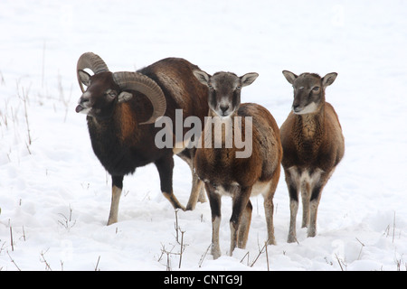 Mufflon (Ovis Musimon, Ovis Gmelini Musimon, Ovis Orientalis Musimon), drei Mufflons im Schnee bedeckt Wiese, Deutschland Stockfoto