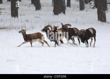 Mufflon (Ovis Musimon, Ovis Gmelini Musimon, Ovis Orientalis Musimon), Gruppe im Winter, Deutschland Stockfoto