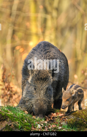 Wildschwein, Schwein, Wildschwein (Sus Scrofa), Weibchen mit Ferkel auf der Suche nach Nahrung, frontal, Deutschland, Nordrhein-Westfalen, Sauerland Stockfoto