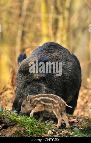 Wildschwein, Schwein, Wildschwein (Sus Scrofa), Weibchen mit Ferkel auf der Suche nach Nahrung, frontal, Deutschland, Nordrhein-Westfalen, Sauerland Stockfoto