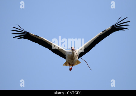 Weißstorch (Ciconia Ciconia), Storch mit Zweig, Deutschland, Nordrhein-Westfalen, Münsterland Stockfoto