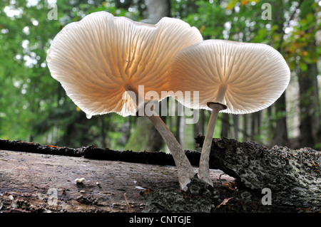 Porzellan-Pilz (Oudemansiella Mucida), auf abgestorbenem Holz, Deutschland, Nationalpark Harz Stockfoto