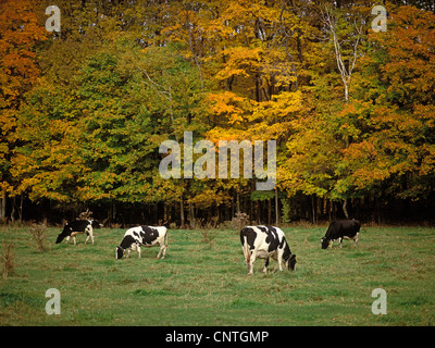 Vier Holstein Kühe grasen auf einer Weide Bäume in Herbstfarben im Hintergrund, Herbst in Massachusetts, Neuengland, USA Stockfoto