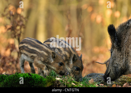 Wildschwein, Schwein, Wildschwein (Sus Scrofa), zwei junge Schweine mit Frauen auf der Suche nach Essen, Deutschland, Nordrhein-Westfalen, Sauerland Stockfoto