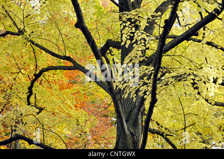 Linde, Linde, Linde (Tilia spec.), Baumwipfel im Herbst, Deutschland Stockfoto