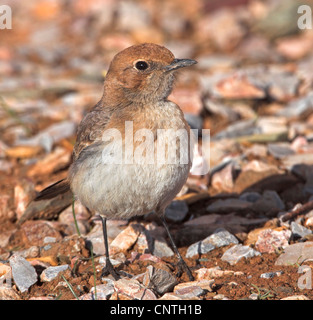 rot-Psephotus Steinschmätzer (Oenanthe Moesta), auf steinigen Boden, Marokko Stockfoto