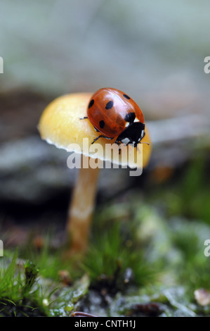 Marienkäfer, Marienkäfer Käfer, Lady Käfer, Marienkäfer (Coccinellidae), auf einem Pilz, Deutschland Stockfoto