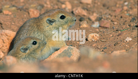Fette Sand Ratte (Psammomys Obesus), paar Stockfoto