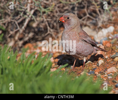 Trumpeter Finch (Rhodopechys Githaginea, Bucanetes Githagineus), auf den Feed, Marokko Stockfoto