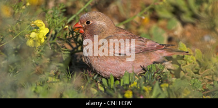 Trumpeter Finch (Rhodopechys Githaginea, Bucanetes Githagineus), auf den Feed, Marokko Stockfoto