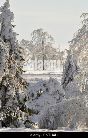 schneebedeckte nebligen Landschaft mit Baumgruppen auf freiem Feld, Deutschland, Nordrhein-Westfalen, Hochsauerland Stockfoto