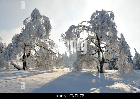 gemeinsamen Birke, Birke, Europäische weiße Birke, weiße Birke (Betula Pendel, Betula Alba), Schnee bedeckte Landschaft in der Sonne mit einzelnen Bäumen auf freiem Feld mit einer Birke im Vordergrund, Deutschland, Nordrhein-Westfalen, Hochsauerland Stockfoto