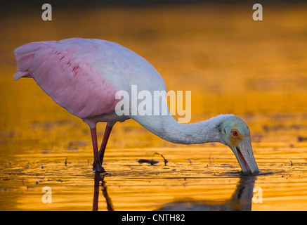 rosige Löffler (Ajaia Ajaia), auf den Feed, USA, Florida, Everglades Nationalpark Stockfoto