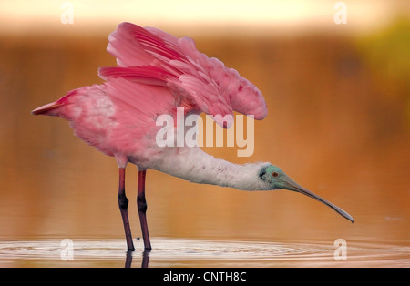 rosige Löffler (Ajaia Ajaia), auf das Futter im flachen Wasser, USA, Florida Stockfoto