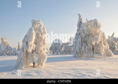 verschneite Landschaft in der Sonne mit einzelnen Bäumen auf einem offenen Feld, Deutschland, Nordrhein-Westfalen, Hochsauerland Stockfoto