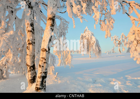 verschneite Landschaft in der Sonne mit einzelnen Bäumen auf freiem Feld mit einer Birke im Vordergrund, Deutschland, Nordrhein-Westfalen, Hochsauerland Stockfoto