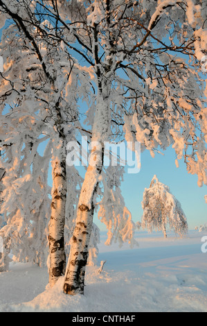 verschneite Landschaft in der Sonne mit einzelnen Bäumen auf freiem Feld mit einer Birke im Vordergrund, Deutschland, Nordrhein-Westfalen, Hochsauerland Stockfoto