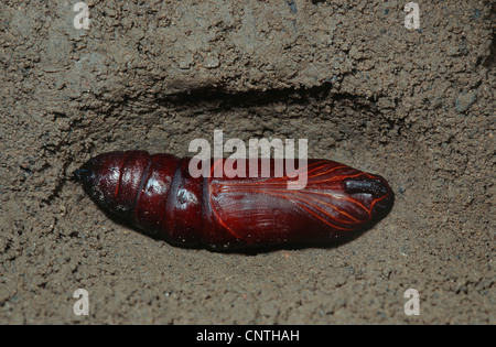 Liguster Hawkmoth (Sphinx Ligustri), Puppe Bühne auf Boden, Deutschland Stockfoto