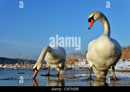 Höckerschwan (Cygnus Olor), paar auf Eis, Deutschland Stockfoto