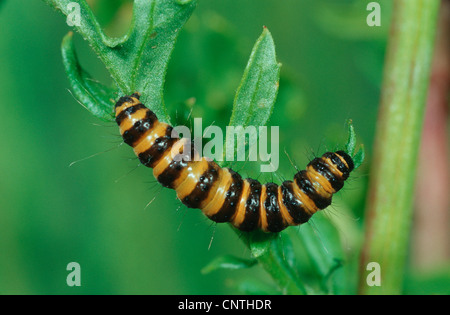 Zinnober Motte (Tyria Jacobaeae), Raupe auf Senecio Jacobaea, Deutschland Stockfoto