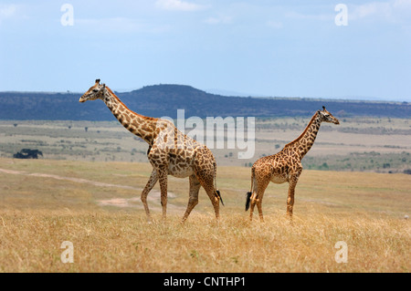 Masai-Giraffe (Giraffa Plancius Tippelskirchi), zwei Individuen in Lebensraum, Kenia, Masai Mara Nationalpark Stockfoto