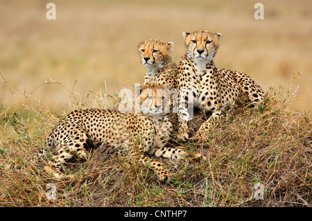 Gepard (Acinonyx Jubatus), weibliche mit zwei jungen, Kenia, Masai Mara Nationalpark Stockfoto