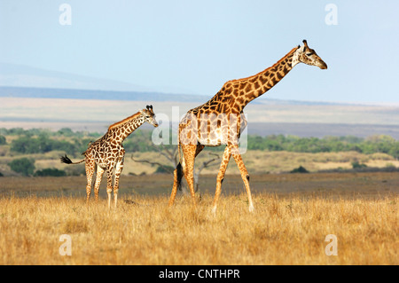 Masai-Giraffe (Giraffa Plancius Tippelskirchi), weibliche und Kalb in Savanne, Kenia, Masai Mara Nationalpark Stockfoto