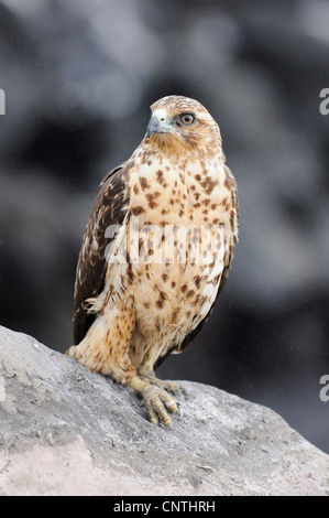 Galapagos-Falke (Buteo Galapagoensis), steht auf einem Stein, Ecuador, Galapagos-Inseln, Espanola Stockfoto