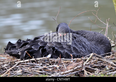 schwarzer Schwan (Cygnus olor), Zucht, Deutschland, Nordrhein-Westfalen Stockfoto