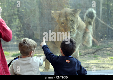 Löwe (Panthera Leo), Löwin auf ein Glas Holzessenz in einem Zoo mit Kindern Stockfoto